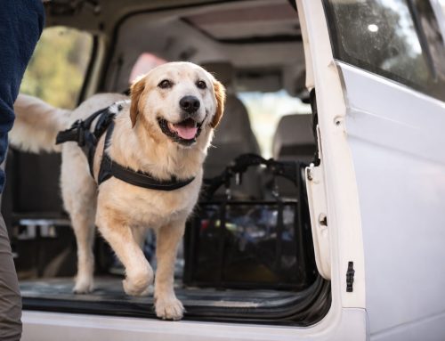 Διαπιστευμένο Pet Taxi